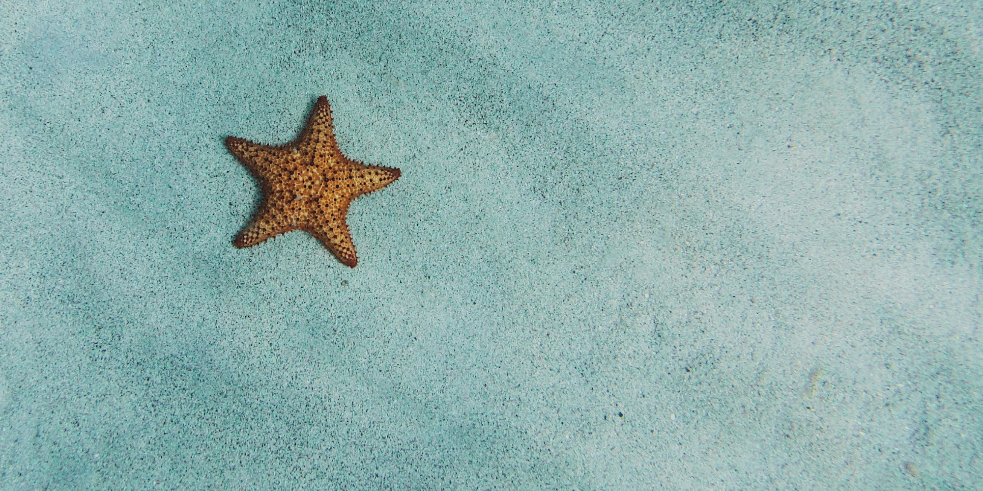 Orange Starfish on the sand under water